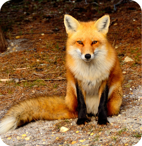 FoxAnimalSymbolism1